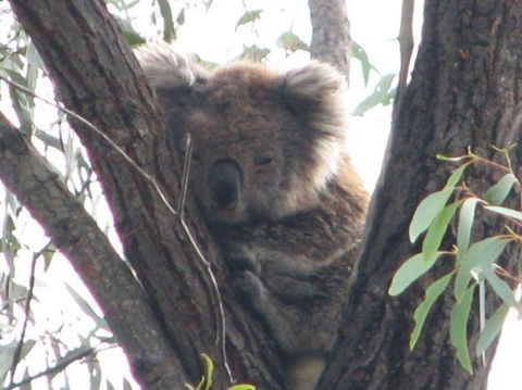Koalas And Kangaroo In The Wild Tour From Melbourne - Northern Rivers Accommodation 24