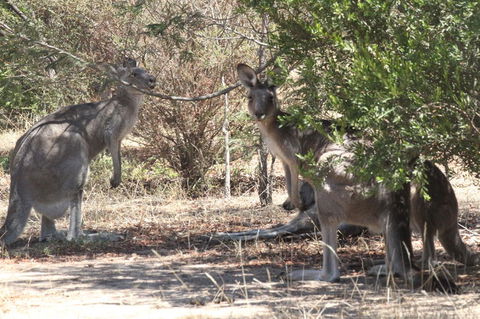 Koalas And Kangaroo In The Wild Tour From Melbourne - Northern Rivers Accommodation 6