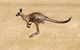Koalas And Kangaroo In The Wild Tour From Melbourne - thumb 0