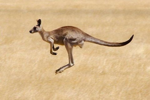 Koalas And Kangaroo In The Wild Tour From Melbourne - Northern Rivers Accommodation 0