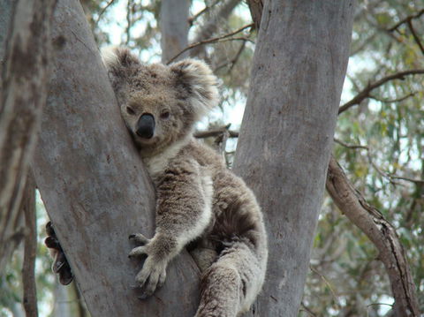 Koalas And Kangaroo In The Wild Tour From Melbourne - Northern Rivers Accommodation 21