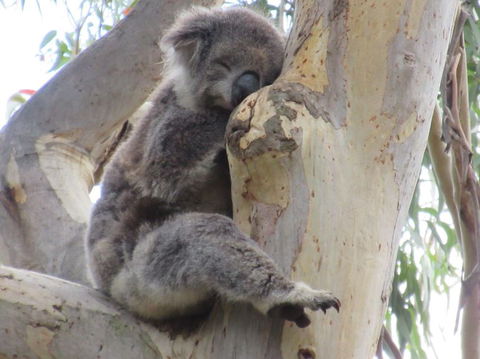 Koalas And Kangaroo In The Wild Tour From Melbourne - Northern Rivers Accommodation 17