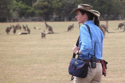 Koalas And Kangaroo In The Wild Tour From Melbourne - Northern Rivers Accommodation 1
