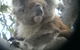 Koalas And Kangaroo In The Wild Tour From Melbourne - thumb 20