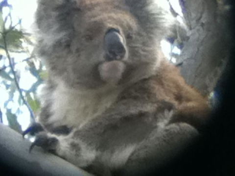Koalas And Kangaroo In The Wild Tour From Melbourne - Northern Rivers Accommodation 20