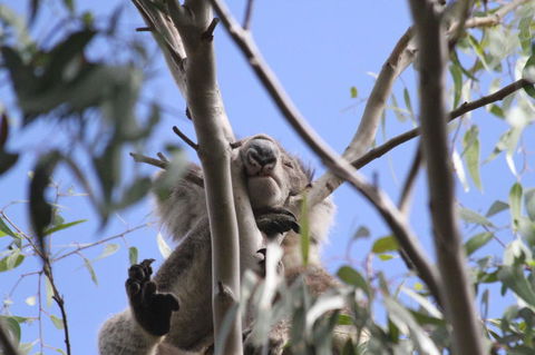 Koalas And Kangaroo In The Wild Tour From Melbourne - Northern Rivers Accommodation 10
