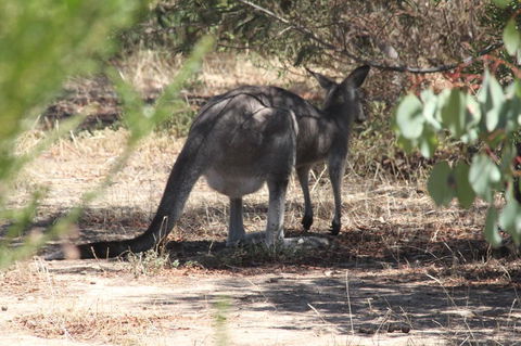 Koalas And Kangaroo In The Wild Tour From Melbourne - Northern Rivers Accommodation 3