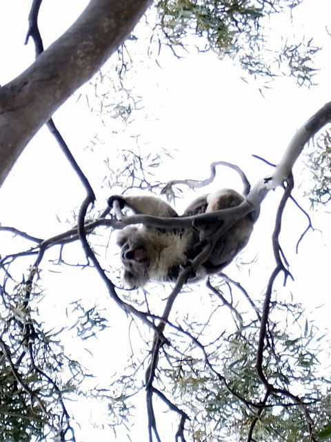 Koalas And Kangaroo In The Wild Tour From Melbourne - Northern Rivers Accommodation 2