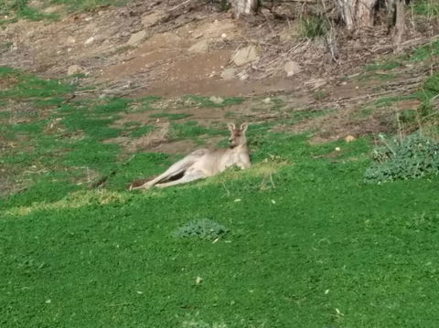 Koalas And Kangaroo In The Wild Tour From Melbourne - Northern Rivers Accommodation 16