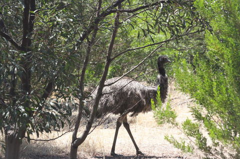 Koalas And Kangaroo In The Wild Tour From Melbourne - Northern Rivers Accommodation 7