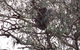 Koalas And Kangaroo In The Wild Tour From Melbourne - thumb 13