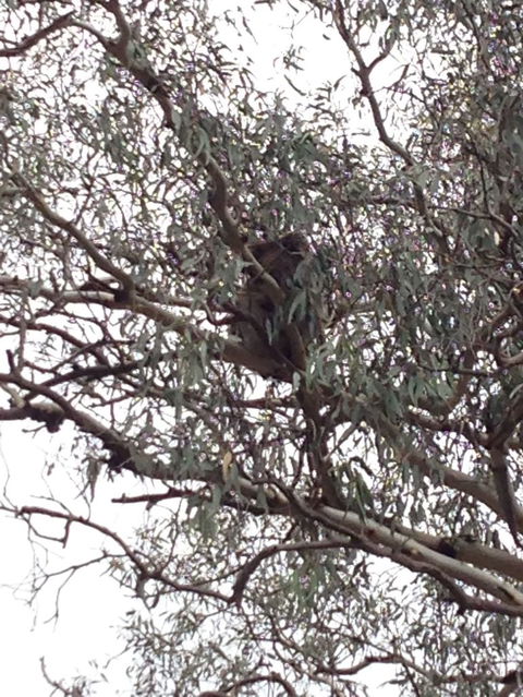Koalas And Kangaroo In The Wild Tour From Melbourne - Northern Rivers Accommodation 13