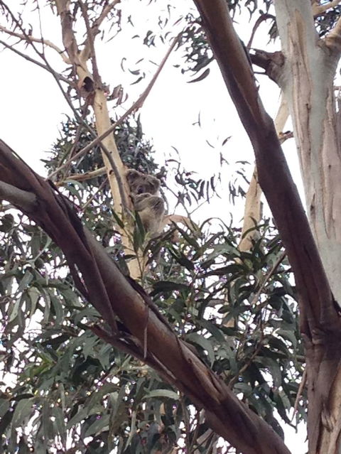 Koalas And Kangaroo In The Wild Tour From Melbourne - Northern Rivers Accommodation 12