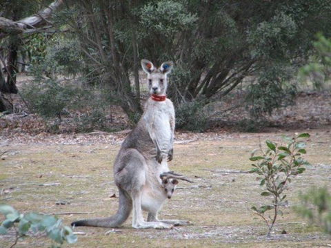 Koalas And Kangaroo In The Wild Tour From Melbourne - Northern Rivers Accommodation 25