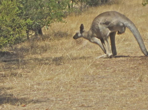Koalas And Kangaroo In The Wild Tour From Melbourne - Northern Rivers Accommodation 18