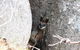 Koalas And Kangaroo In The Wild Tour From Melbourne - thumb 27