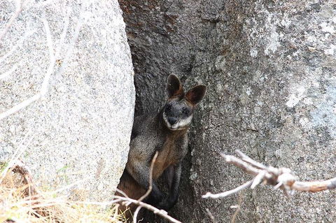 Koalas And Kangaroo In The Wild Tour From Melbourne - Northern Rivers Accommodation 27