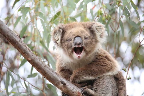 Koalas And Kangaroo In The Wild Tour From Melbourne - Northern Rivers Accommodation 28