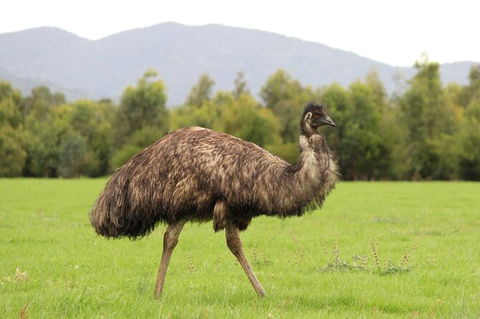 Koalas And Kangaroo In The Wild Tour From Melbourne - Northern Rivers Accommodation 29