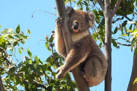 Koalas And Kangaroo In The Wild Tour From Melbourne - Northern Rivers Accommodation 31