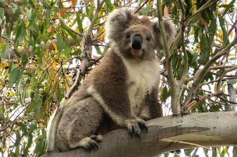 Koalas And Kangaroo In The Wild Tour From Melbourne - Northern Rivers Accommodation 34