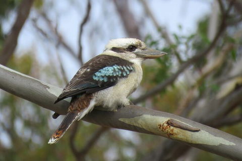 Koalas And Kangaroo In The Wild Tour From Melbourne - Northern Rivers Accommodation 33