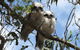 Koalas And Kangaroo In The Wild Tour From Melbourne - thumb 36