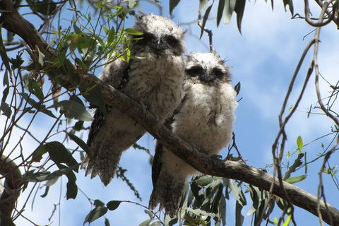 Koalas And Kangaroo In The Wild Tour From Melbourne - Northern Rivers Accommodation 36