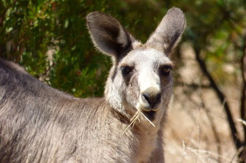 Koalas And Kangaroo In The Wild Tour From Melbourne - Northern Rivers Accommodation 32