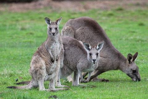 Koalas And Kangaroo In The Wild Tour From Melbourne - Northern Rivers Accommodation 38