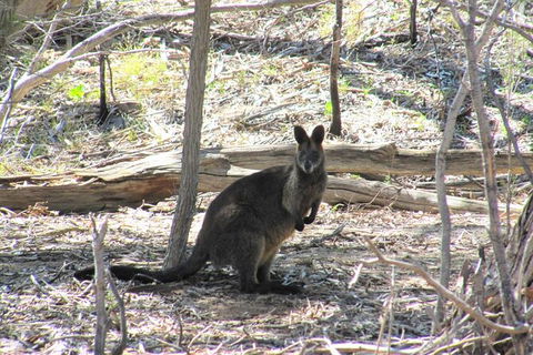 Koalas And Kangaroo In The Wild Tour From Melbourne - Northern Rivers Accommodation 37