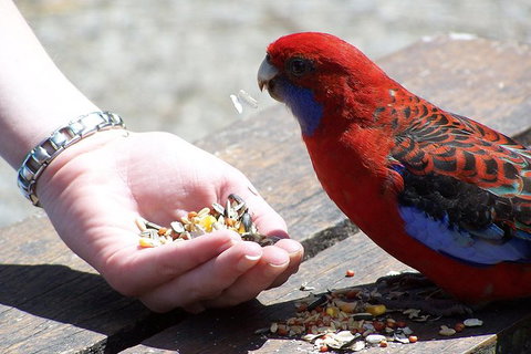 Puffing Billy Train With Optional Penguin Parade Or Melbourne City Tour - Northern Rivers Accommodation 1