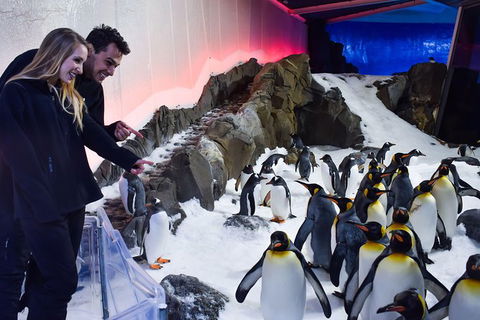 Penguin Passport At SEA LIFE Melbourne Aquarium - Northern Rivers Accommodation 0