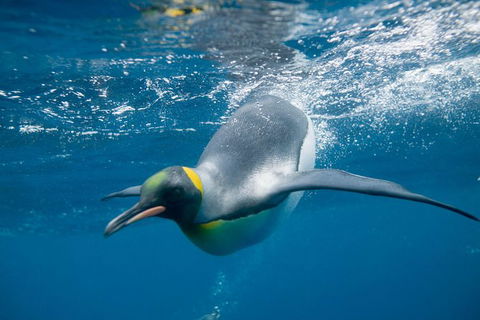 Penguin Passport At SEA LIFE Melbourne Aquarium - Northern Rivers Accommodation 1