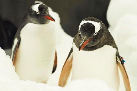 Penguin Passport At SEA LIFE Melbourne Aquarium - Northern Rivers Accommodation 6