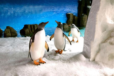 Penguin Passport At SEA LIFE Melbourne Aquarium - Northern Rivers Accommodation 5