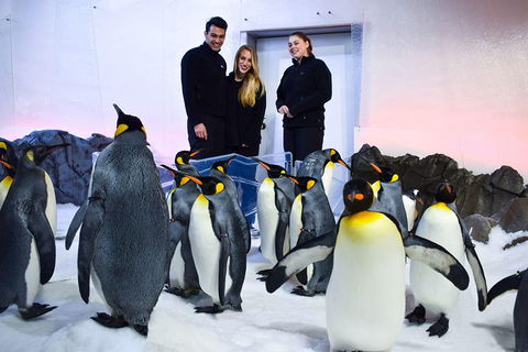 Penguin Passport At SEA LIFE Melbourne Aquarium - Northern Rivers Accommodation 4