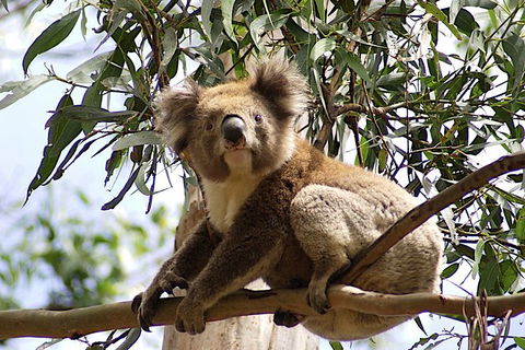 Melbourne Combo: Great Ocean Road, Puffing Billy, Moonlit Sanctuary & Penguins - Northern Rivers Accommodation 4