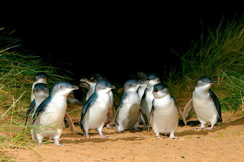 Melbourne Combo: Great Ocean Road, Puffing Billy, Moonlit Sanctuary & Penguins - Northern Rivers Accommodation 5