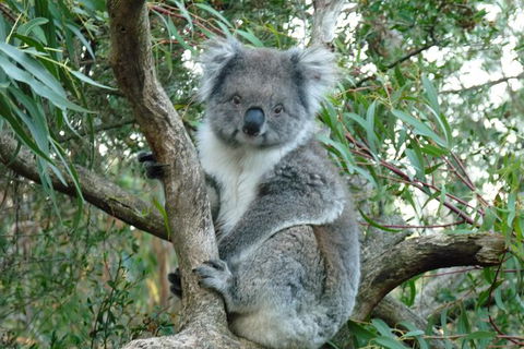 Melbourne Combo: Great Ocean Road Tour And Phillip Island Penguin Parade Tour - Northern Rivers Accommodation 1