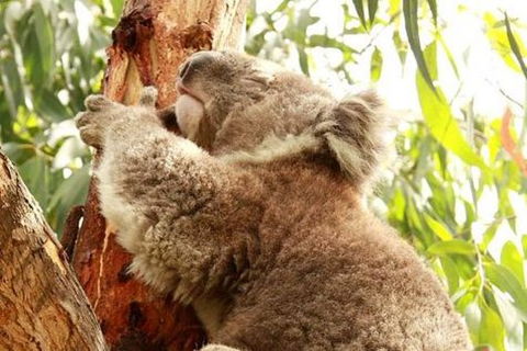 Small-Group Phillip Island Day Trip From Melbourne - Northern Rivers Accommodation 4