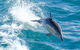 Wilsons Promontory Full Day Cruise - thumb 8