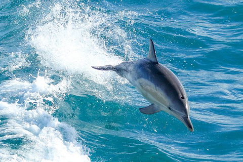 Wilsons Promontory Full Day Cruise - Northern Rivers Accommodation 8