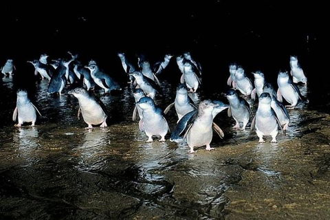 Private Phillip Island Penguin Parade Tour - Northern Rivers Accommodation 0