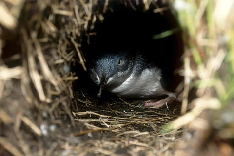 Private Phillip Island Penguin Parade Tour - Northern Rivers Accommodation 1