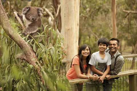 Private Phillip Island Penguin Parade Tour - Northern Rivers Accommodation 5