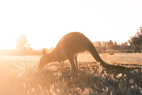 Small Group - Phillip Island Hike & Penguin Parade Day Tour From Melbourne - Northern Rivers Accommodation 7