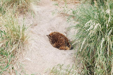 Small Group - Phillip Island Hike & Penguin Parade Day Tour From Melbourne - Northern Rivers Accommodation 8