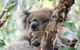 Great Ocean Road Reverse Itinerary And Phillip Island 2 Day Wildlife Encounter - thumb 0