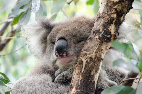 Great Ocean Road Reverse Itinerary And Phillip Island 2 Day Wildlife Encounter - Northern Rivers Accommodation 0